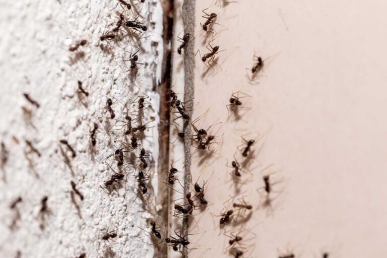 Invasion de Fourmis Signification